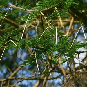Acacia sieberiana Paperbark Thorn 10 Seeds image 7