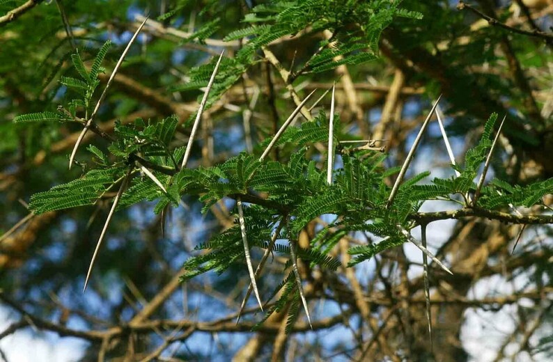 Acacia sieberiana Paperbark Thorn 10 Seeds image 7