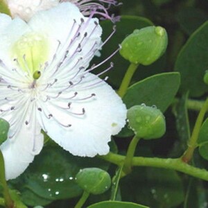 Caper Bush Capparis Spinosa 20 Seeds Perennial Herb image 6