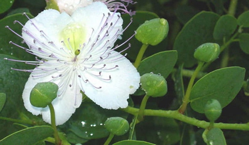 Caper Bush Capparis Spinosa 20 Seeds Perennial Herb image 6