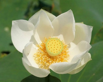 Nelumbo nucifera fleur blanche 5 graines - SACRED LOTUS graines très fraîches