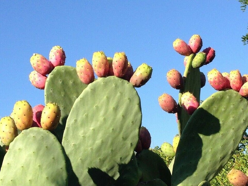 Opuntia dillenii stricta Cactus dillenii Opuntia Prickly Cactus, Dillen Prickly Pear, Sweet Prickly Pear, Eltham Indian Fig 10 Seeds image 3