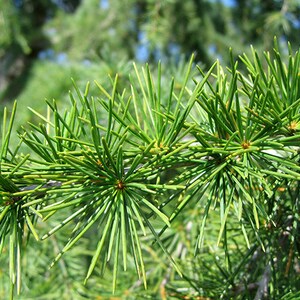 Deodar Cedar Cedrus deodara, Himalaya cedar 10 Seeds image 6
