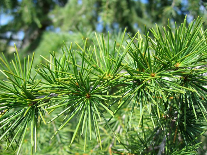 Deodar Cedar Cedrus deodara, Himalaya cedar 10 Seeds image 6