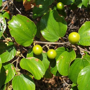 Ziziphus mauritiana Indian jujube, Chinese Apple, Chinese Date 10 seeds image 1