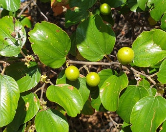 Ziziphus mauritiana - Jujube indien, Pomme chinoise, Datte chinoise - 10 graines