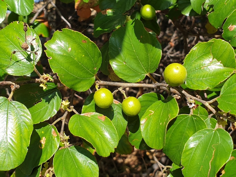 Ziziphus mauritiana Indian jujube, Chinese Apple, Chinese Date 10 seeds image 1