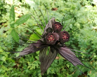 Tacca Chantrieri - Black Bat Flower * VERY RARE * - Black Orchid - 20 Seeds - Very Fresh Seeds