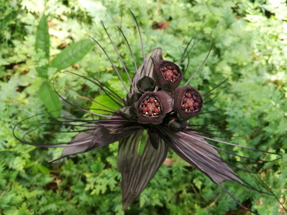 20 Tacca Chantrieri Fiore di Pipistrello Nero Orchidea - Etsy Italia
