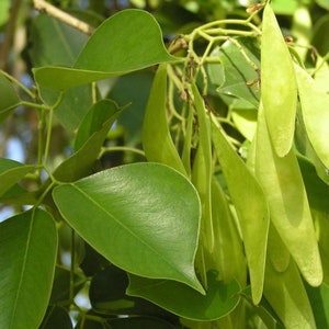 Dalbergia Sissoo 50 Seeds shisham jacaranda, sheesham wood, shisham wood, indian rosewood image 4