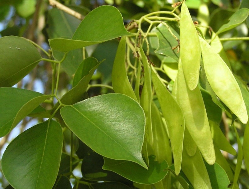 Dalbergia Sissoo 50 Seeds shisham jacaranda, sheesham wood, shisham wood, indian rosewood image 4