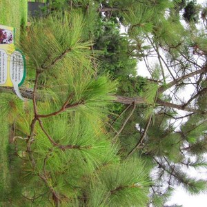 Pinus Kesiya Pinus insularis, Pine Cones, Pinus khasia, khasyana 20 Seeds image 4