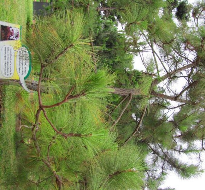 Pinus Kesiya Pinus insularis, Pine Cones, Pinus khasia, khasyana 20 Seeds image 4