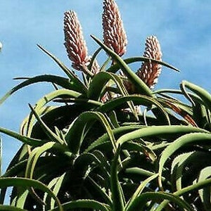 Aloe Barberae Seeds Tree aloe tree, giant baby of africa 5 Fresh Seeds image 6