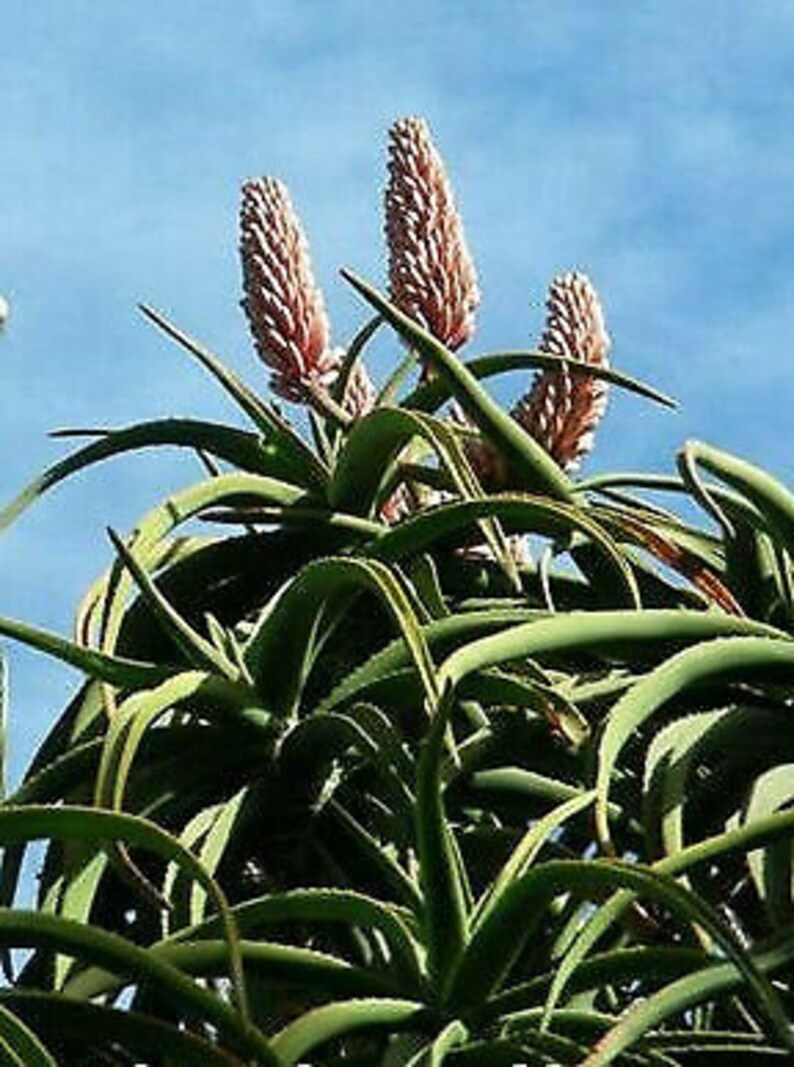 Aloe Barberae Seeds Tree aloe tree, giant baby of africa 5 Fresh Seeds image 6