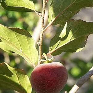 Dovyalis hebecarpa, Ceylon-Barbed Berry, CEYLON GOOSEBERRY, 15 Seeds image 2