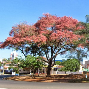 Cassia grandis Pink Shower Tree 10 Seeds image 1