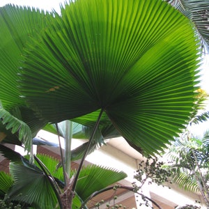 Licuala grandis Ruffled Fan Palm thailand Vanuatu Fan Palm, Palas Palm image 4