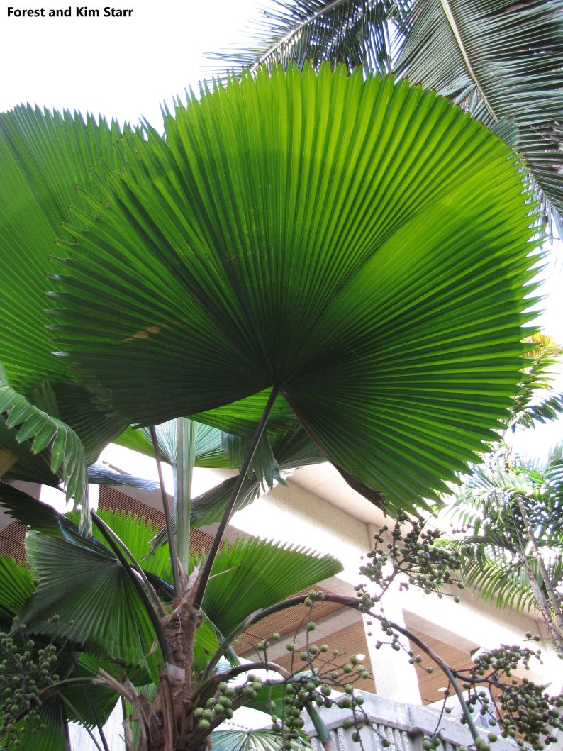 Licuala grandis Ruffled Fan Palm thailand Vanuatu Fan Palm, Palas Palm image 4