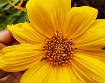 Tithonia diversifolia / Mirasolia diversifolia - Japanese Sunflower, Tree Marigold, Mexican Tournesol, Mexican Sunflower - 20 Seeds