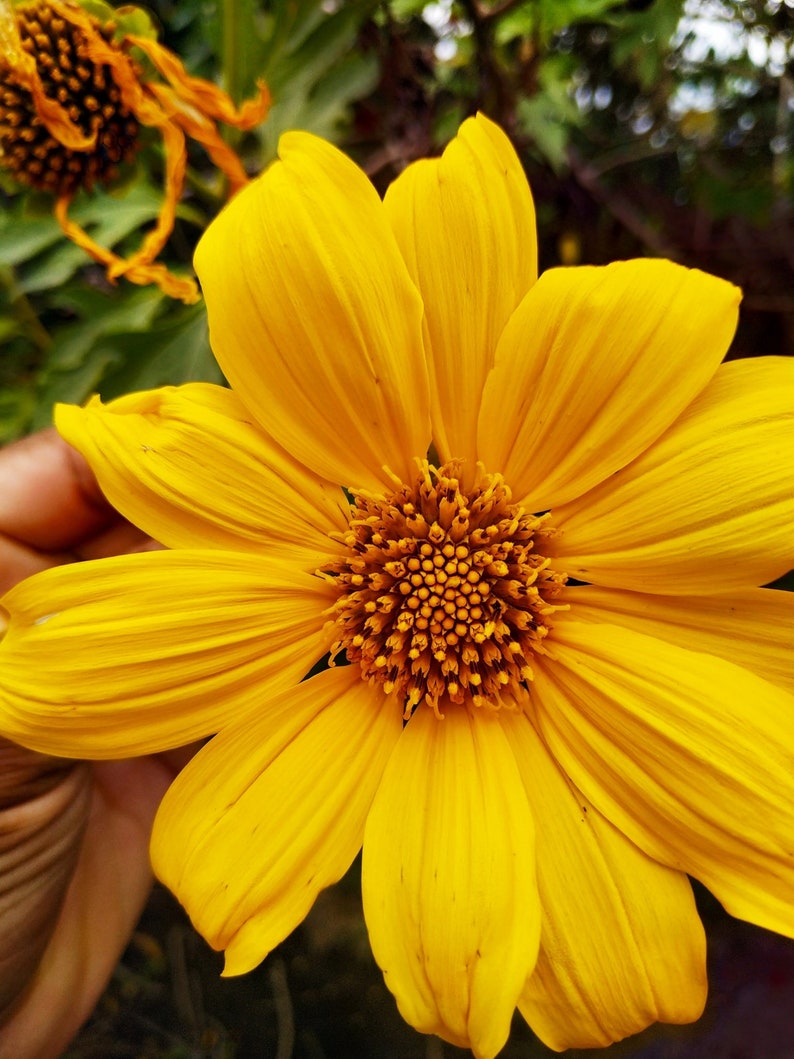 Tithonia diversifolia / Mirasolia diversifolia Japanese Sunflower, Tree Marigold, Mexican Tournesol, Mexican Sunflower 400 Seeds image 1