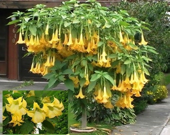 10 Brugmansia Suaveolens Yellow Seeds - Datura Seeds Dwarf Brugmansia Angel Trumpet Bonsai Flower Fragrant Yellow