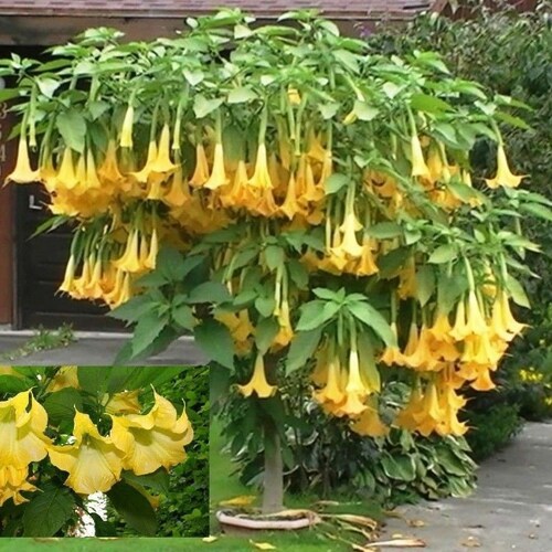 Brugmansia TRIPLE YELLOW 10 Seeds Datura Metel Seeds Fragrant Tropical