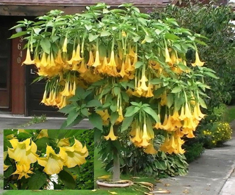 10 Brugmansia Suaveolens Yellow Seeds Datura Seeds Dwarf Brugmansia Angel Trumpet Bonsai Flower Fragrant Yellow image 1