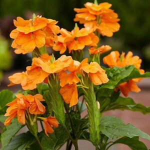 Crossandra infundibuliformis Marmolada pomarańczowa, kwiat petardy 5 nasion zdjęcie 8