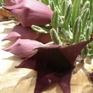 Stapelia leendertziae Black Bells Leendertz's Carrion Flower 10 Seeds image 4