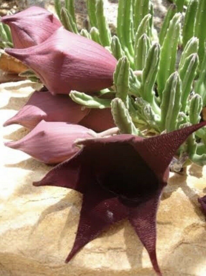 Stapelia leendertziae Black Bells Leendertz's Carrion Flower 10 Seeds image 4