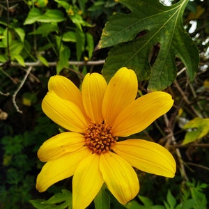 Tithonia diversifolia / Mirasolia diversifolia Japanese Sunflower, Tree Marigold, Mexican Tournesol, Mexican Sunflower 400 Seeds image 3