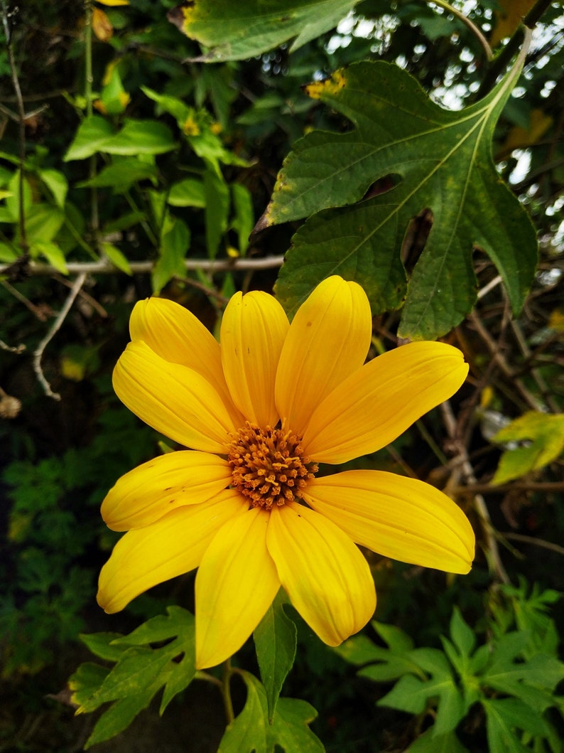 Tithonia diversifolia / Mirasolia diversifolia Japanese Sunflower, Tree Marigold, Mexican Tournesol, Mexican Sunflower 400 Seeds image 3