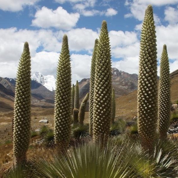 PUYA Raimondii 5 Seeds - Giant Bromeliad - World record! Blossoms 8 M Length