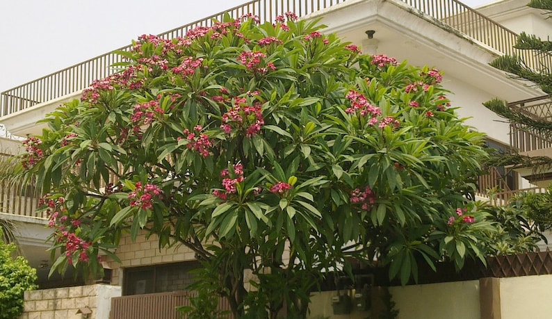 Plumeria Rubra Frangipani Intense Rainbow 5 Fresh Seeds image 5