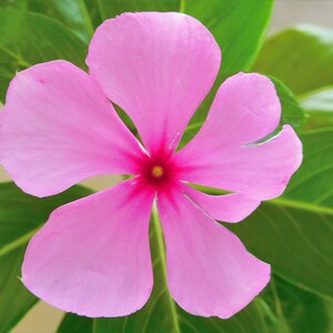 Catharanthus roseus Bright Eyes, Cape Periwinkle, Graveyard Plant, Madagascar Periwinkle, Old maid 50 Seeds image 2