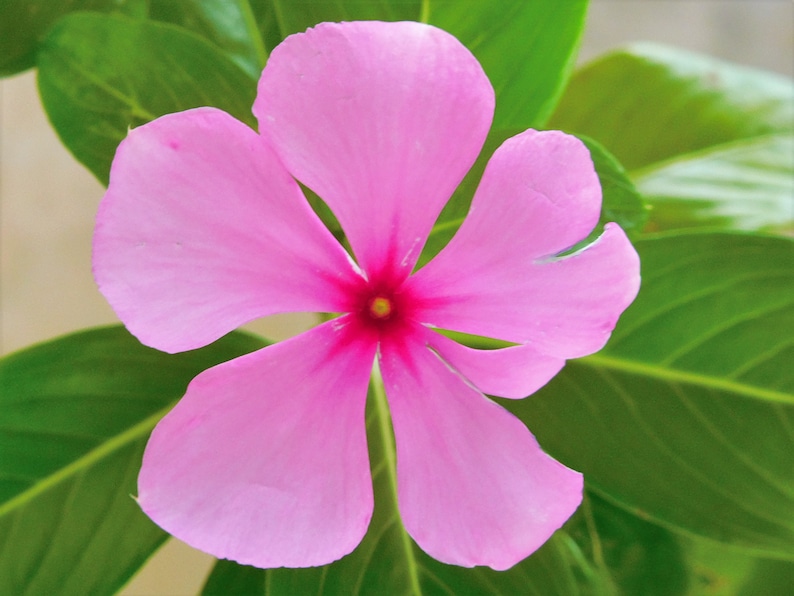 Catharanthus roseus Bright Eyes, Cape Periwinkle, Graveyard Plant, Madagascar Periwinkle, Old maid 50 Seeds image 2