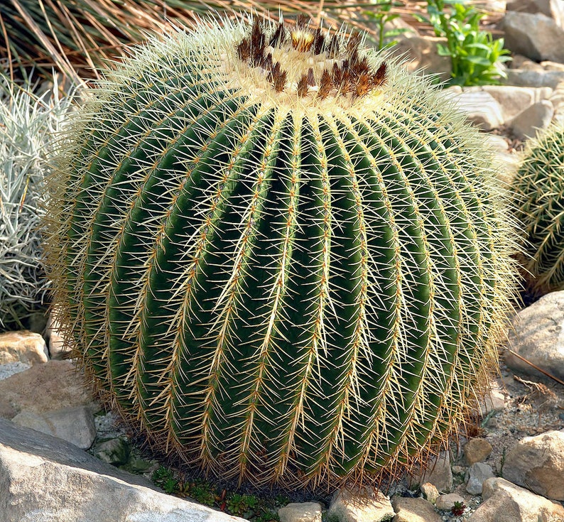 Echinocactus grusonii Golden Barrel Cactus 30 Seeds image 6