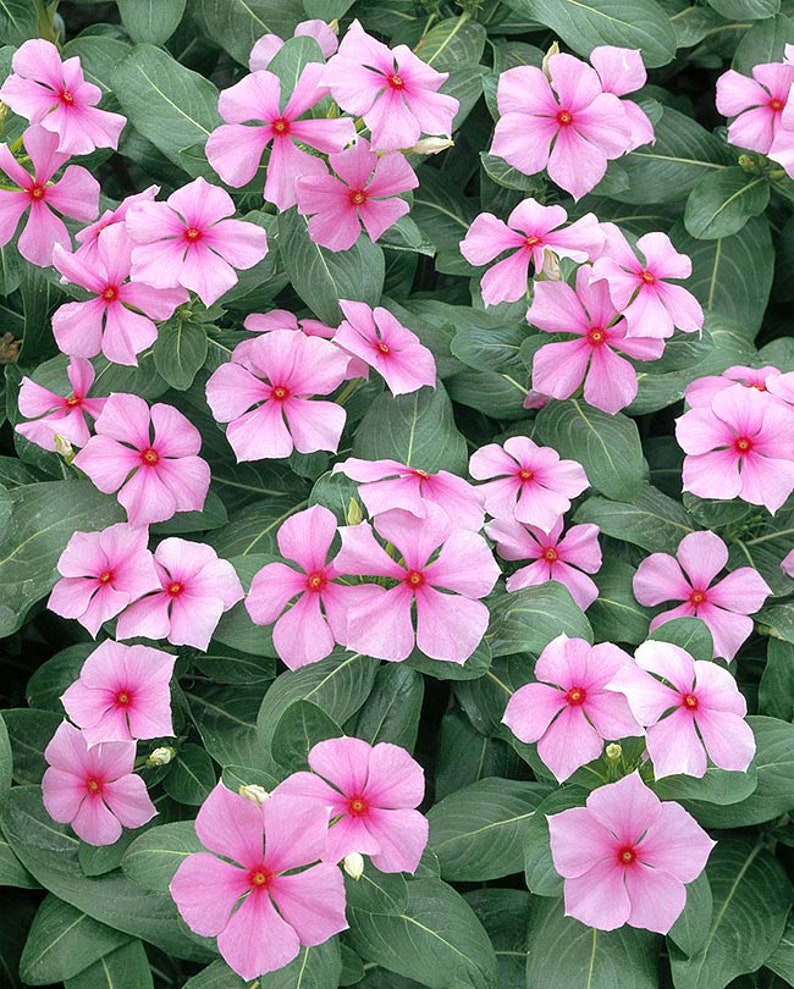 Catharanthus roseus Bright Eyes, Cape Periwinkle, Graveyard Plant, Madagascar Periwinkle, Old maid 50 Seeds image 1