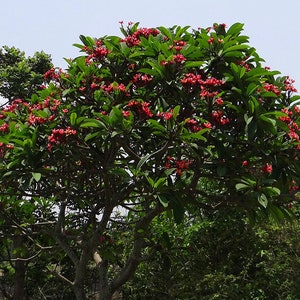 Plumeria Rubra Frangipani Intense Rainbow 5 Fresh Seeds image 2