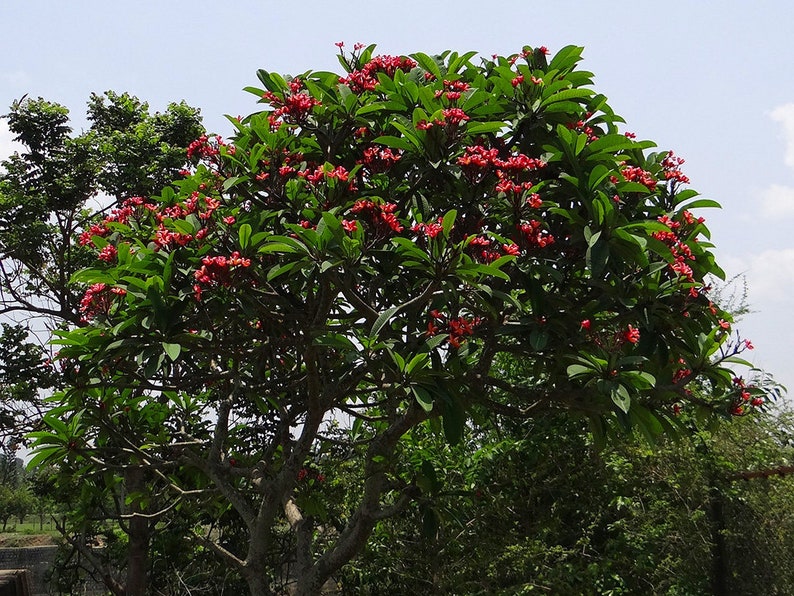 Plumeria Rubra Frangipani Intense Rainbow 5 Fresh Seeds image 2