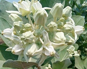 Calotropis gigantea white - Giant Milkweed, Crown Flower - 5 Seeds