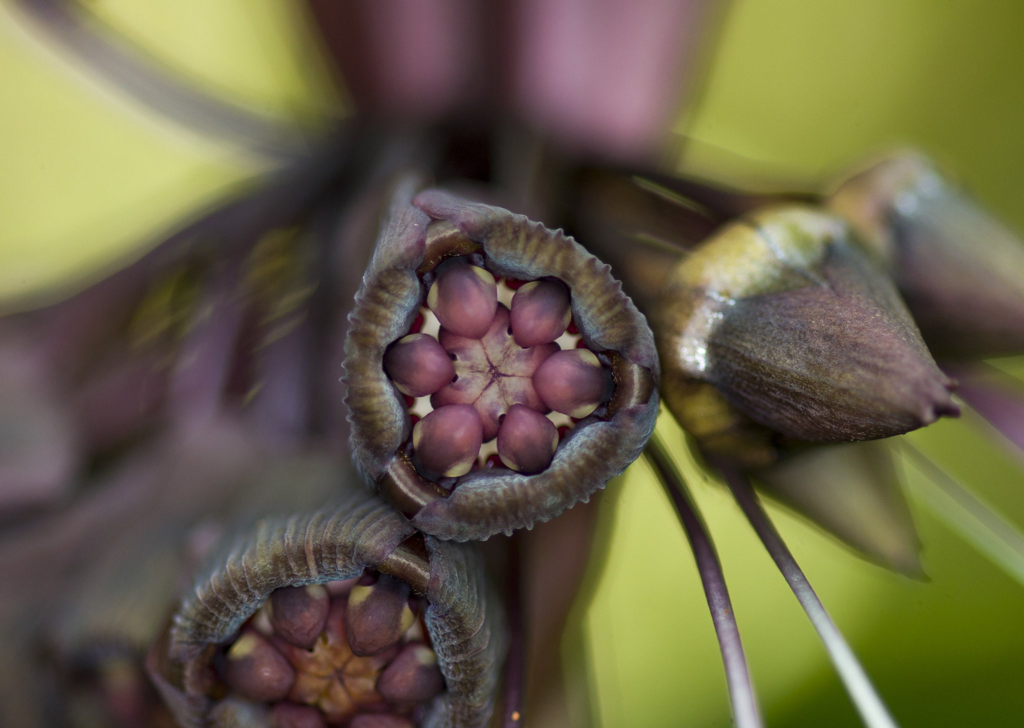 Tacca Chantrieri Flor de murciélago negro Orquídea negra - Etsy México