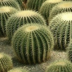 Echinocactus grusonii Golden Barrel Cactus 30 Seeds image 3