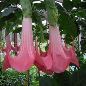 Brugmansia Pink Brugmansia Suaveolens var. Pink Angels Trumpets Pink 5 Seeds image 4