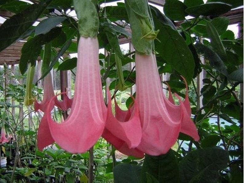 Brugmansia Pink Brugmansia Suaveolens var. Pink Angels Trumpets Pink 5 Seeds image 4