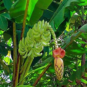 Musa thomsonii seeds RARE HARDY BANANA Exotic Thomson's Banana 10 Seeds image 4