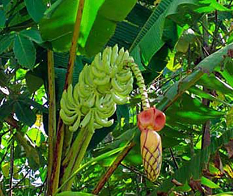 Musa thomsonii seeds RARE HARDY BANANA Exotic Thomson's Banana 10 Seeds image 4