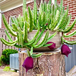 Stapelia leendertziae Black Bells Leendertz's Carrion Flower 10 Seeds image 2