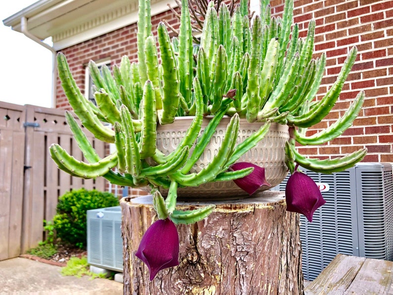 Stapelia leendertziae Black Bells Leendertz's Carrion Flower 10 Seeds image 2